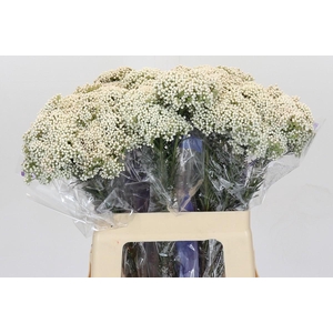 Ozothamnus Cooks Snow White