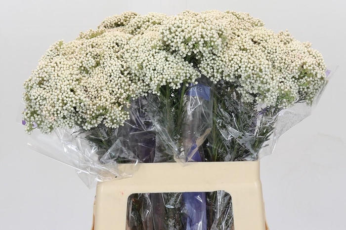 Ozothamnus Cooks Snow White