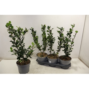 Ilex Mes Blue Princ