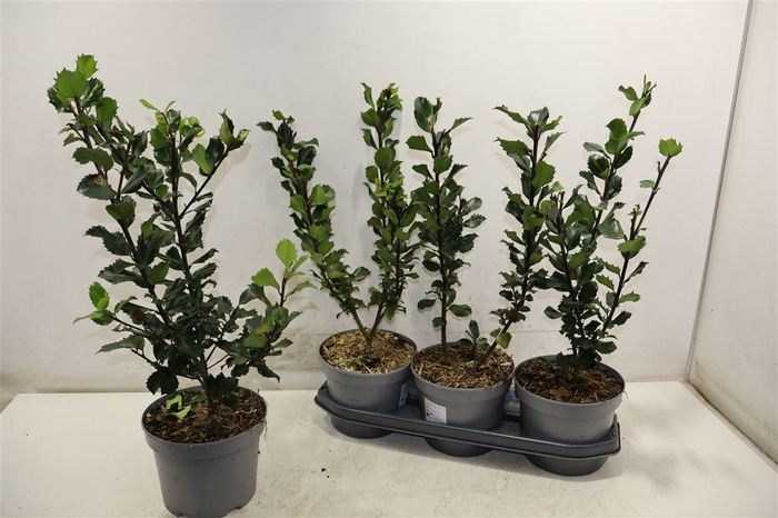 <h4>Ilex Mes Blue Princ</h4>