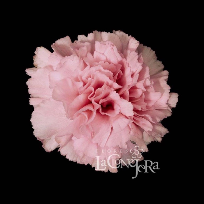 <h4>Di St Doncel</h4>