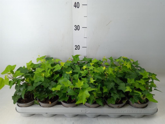 <h4>Hedera helix 'Pittsburgh'</h4>