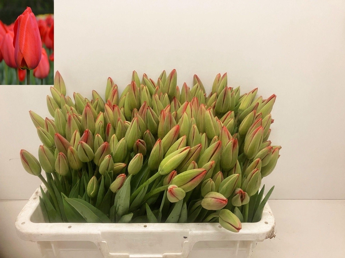 <h4>Tu En Parade Rood</h4>