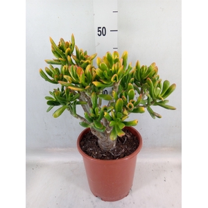 Crassula ovata 'Horn Tree'