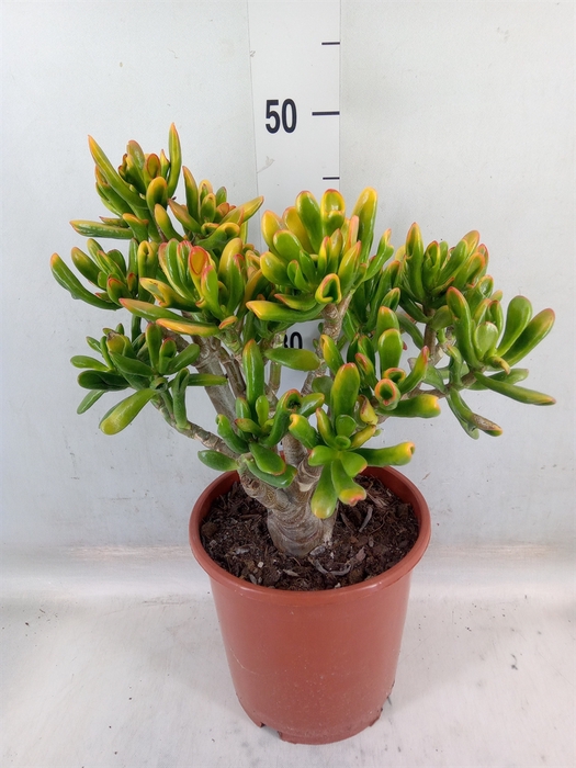 <h4>Crassula ovata 'Horn Tree'</h4>