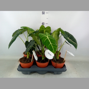 Alocasia   ...