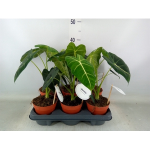 Alocasia   ...