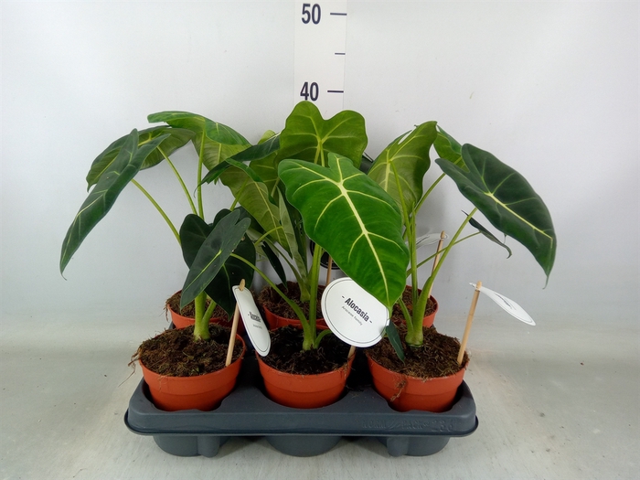 <h4>Alocasia   ...</h4>