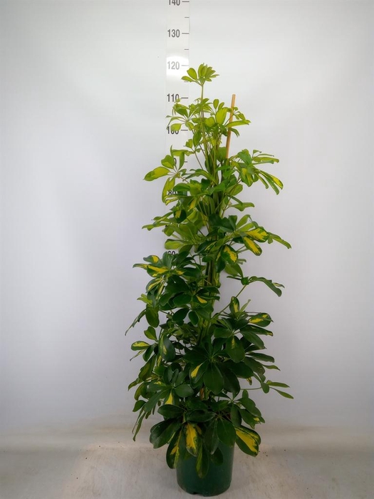 <h4>Schefflera arbor. 'Dalton'</h4>