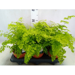 Adiantum raddi. 'Fragrans'