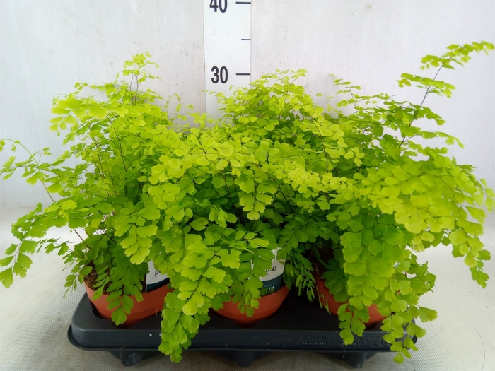 <h4>Adiantum raddi. 'Fragrans'</h4>