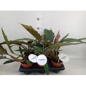 Philodendron bipinn.