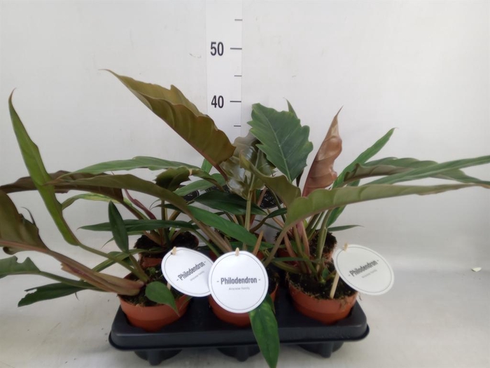 <h4>Philodendron bipinn.</h4>