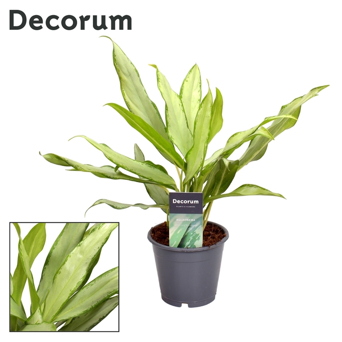 <h4>Aglaonema White Lance (Decorum)</h4>