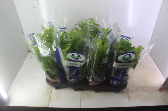 <h4>AVENCA VARIADA P15</h4>