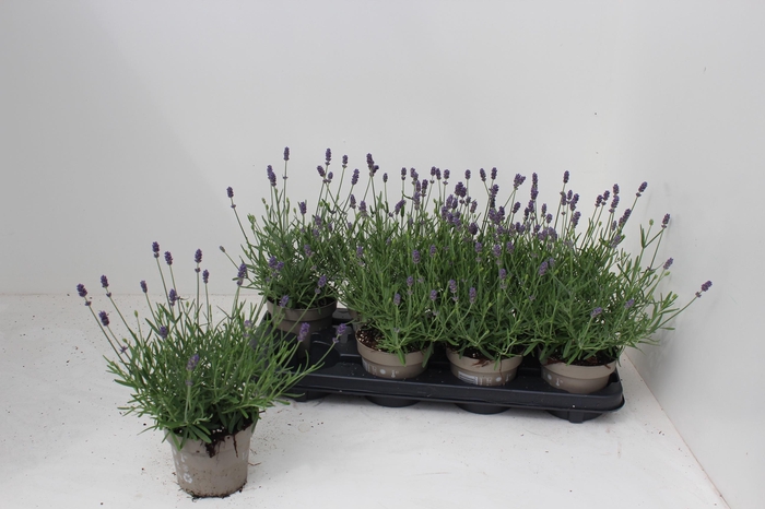 <h4>LAVAN AN ESSENCE PUR</h4>