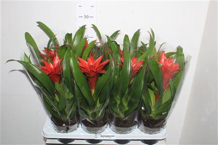 <h4>Guzm Calypso</h4>