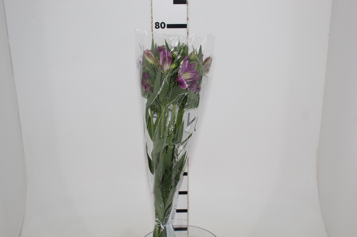 <h4>ALSTROEMERIA AMETHYST 080 CM</h4>