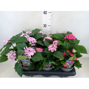Pentas lanceolata 'Starclust' ..mix