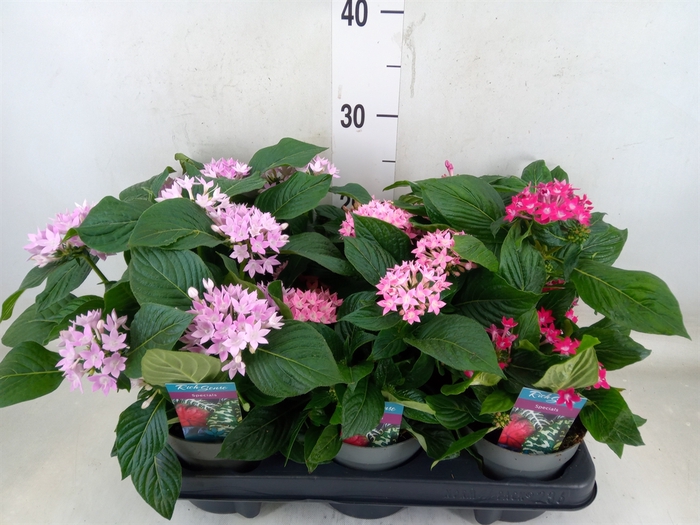 <h4>Pentas lanceolata 'Starclust' ..mix</h4>