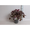 vaste planten 19 cm  Heuchera americana Palace Purple