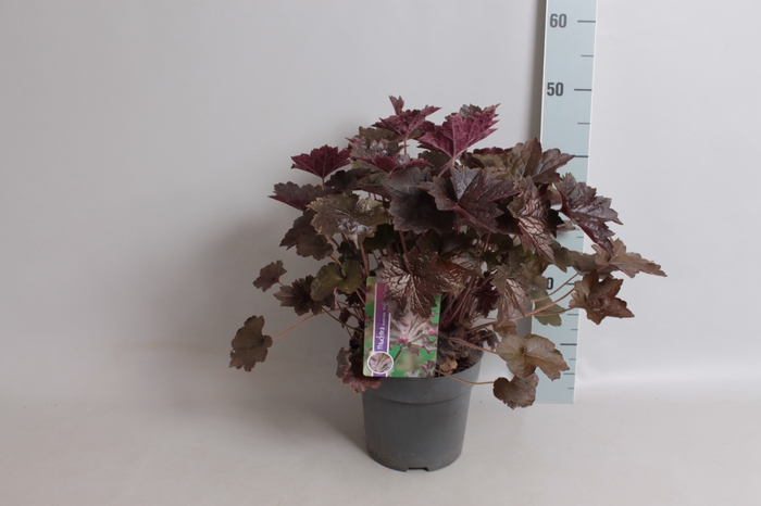 vaste planten 19 cm  Heuchera americana Palace Purple