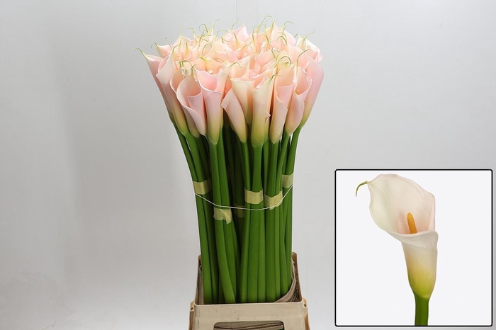 <h4>ZANT AE EYD SALMON</h4>