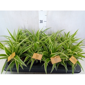 Chlorophytum com. 'Ocean'