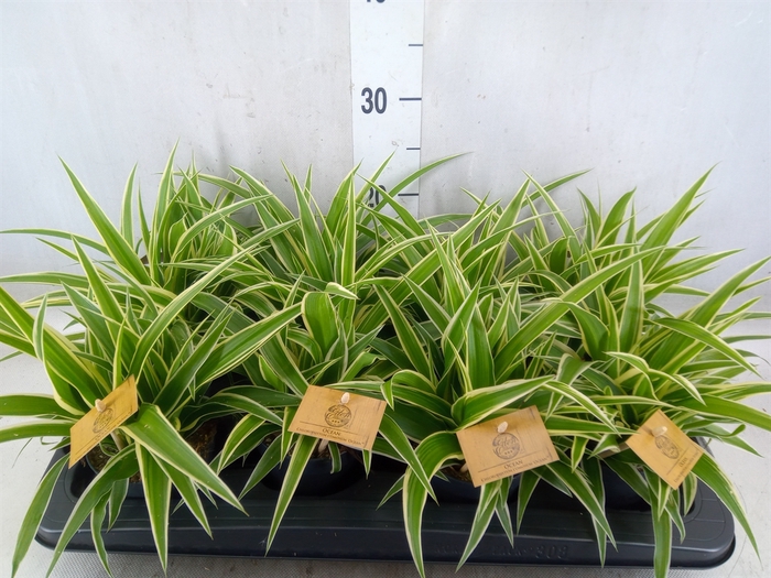 <h4>Chlorophytum com. 'Ocean'</h4>