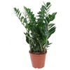 Zamioculcas zamiifolia
