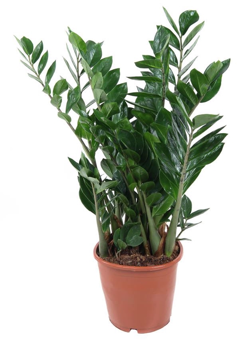 Zamioculcas zamiifolia