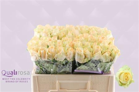 <h4>R GR MAG AVALANCHE+</h4>