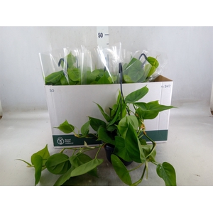 Philodendron scand.