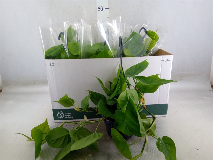 <h4>Philodendron scand.</h4>