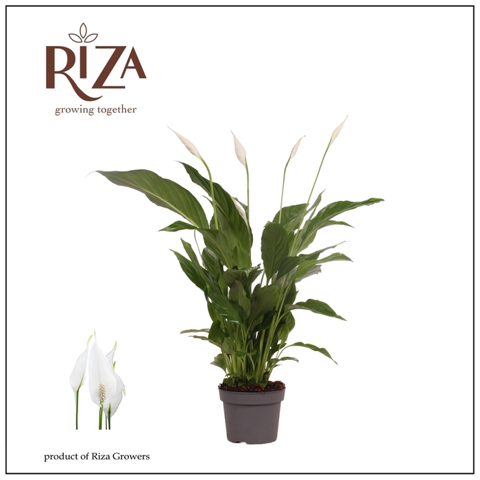 <h4>Spathiphyllum Strauss - 13 cm</h4>