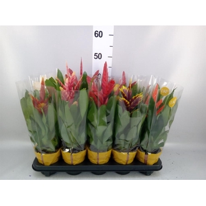 Vriesea   ...mix 8