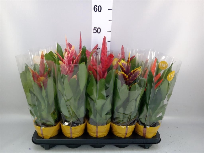 <h4>Vriesea   ...mix 8</h4>