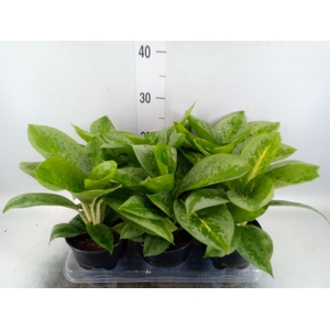 Aglaonema KB 'Lemon Mint'