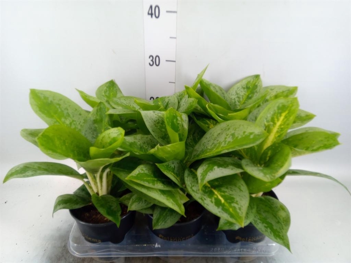 <h4>Aglaonema KB 'Lemon Mint'</h4>