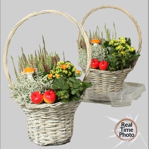 ARR TUINPLANTEN