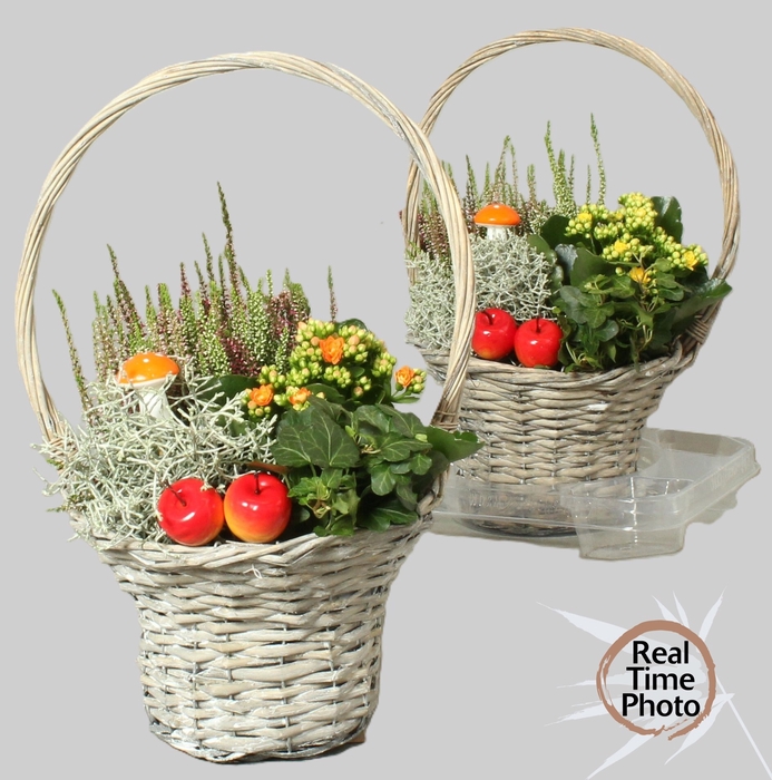 <h4>ARR TUINPLANTEN</h4>