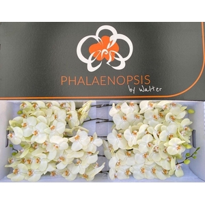 Phalaenopsis  'Rising Sun'