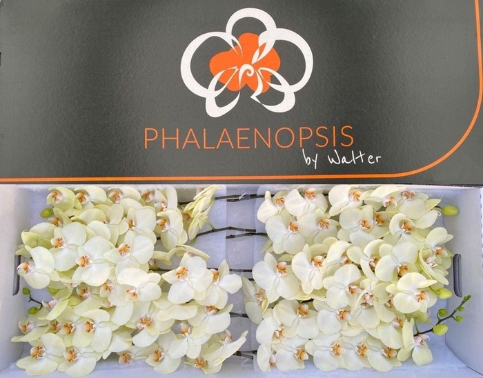 <h4>Phalaenopsis  'Rising Sun'</h4>