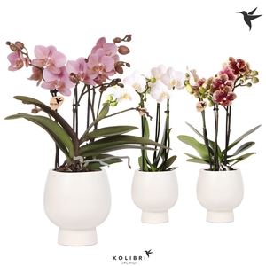 Kolibri Orchids Phalaenopsis mix 3 spike in Scandic pot white