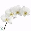 Phal Kobe White 25 Flowers