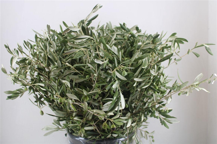 <h4>Olijf 400gr P Bunch</h4>