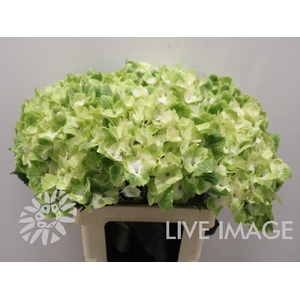 Hydrangea mag noblesse
