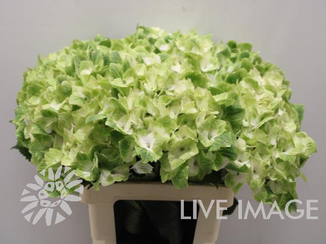 <h4>Hydrangea mag noblesse</h4>
