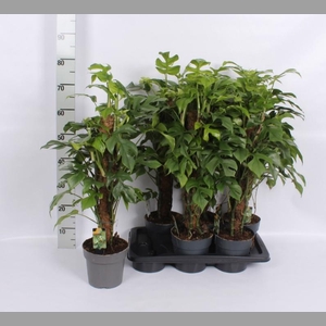 MONSTERA OV