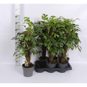 MONSTERA OV